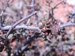 Roepera lichtensteiniana