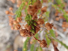 Erica curtophylla