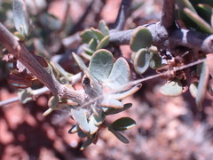 Roepera lichtensteiniana