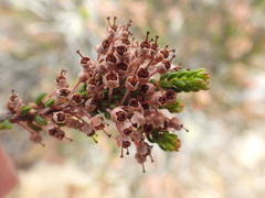 Erica curtophylla