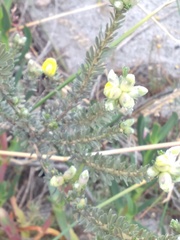 Aspalathus ternata