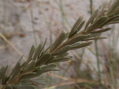 Aspalathus ternata