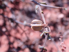 Roepera lichtensteiniana