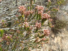 Erica curtophylla