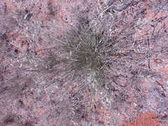 Eragrostis echinochloidea