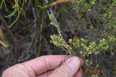 Erica serrata