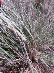 Eragrostis echinochloidea