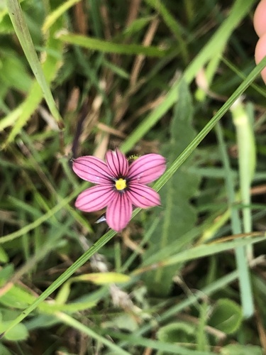 Sisyrinchium pendulum