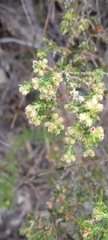 Erica serrata