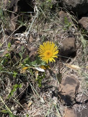 Berkheya nivea