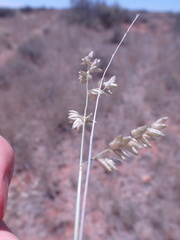 Eragrostis echinochloidea