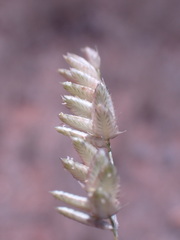 Eragrostis echinochloidea