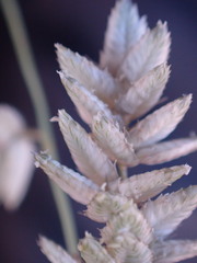 Eragrostis echinochloidea