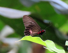 Parides anchises