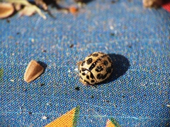 Tytthaspis sedecimpunctata