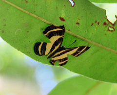 Baeotis hisbon