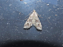 Alucita montana