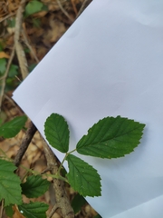 Rubus cuneifolius