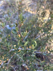 Cercocarpus