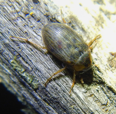Berosus