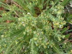 Euphorbia foliosa