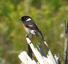 Saxicola torquatus