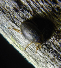 Berosus