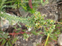 Euphorbia foliosa