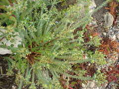 Euphorbia foliosa