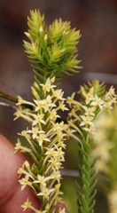 Struthiola striata