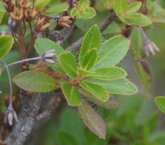 Rhododendron hirsutum