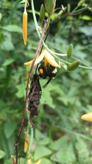 Bombus medius