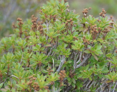 Rhododendron hirsutum