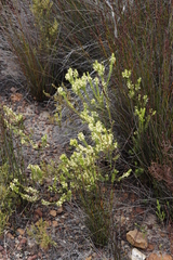 Struthiola striata