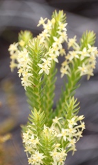 Struthiola striata