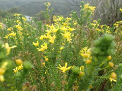 Euryops virgineus