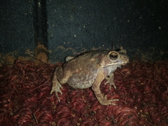 Duttaphrynus melanostictus