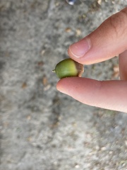 Quercus sinuata
