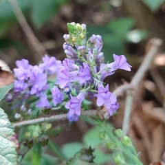 Linaria purpurea