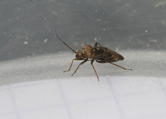Lygus rugulipennis