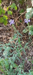 Linaria purpurea