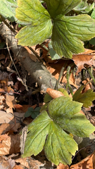 Ranunculus recurvatus