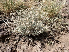 Eriogonum wrightii wrightii