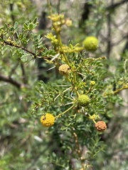 Vachellia swazica