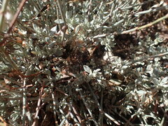 Eriogonum wrightii wrightii