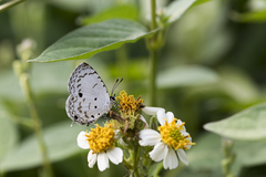 Megisba malaya sikkima