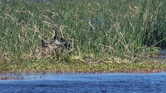 Anhinga rufa