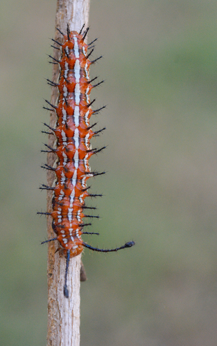 Mexican Fritillary