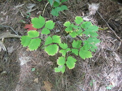 Actaea