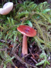 Lactarius subflammeus